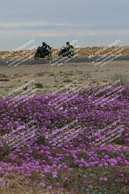 media/Jan-14-2023-SoCal Trackdays (Sat) [[497694156f]]/Turn 14 Exit Bloomig (145pm)/